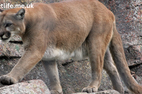 mountain lion downtown oceanside