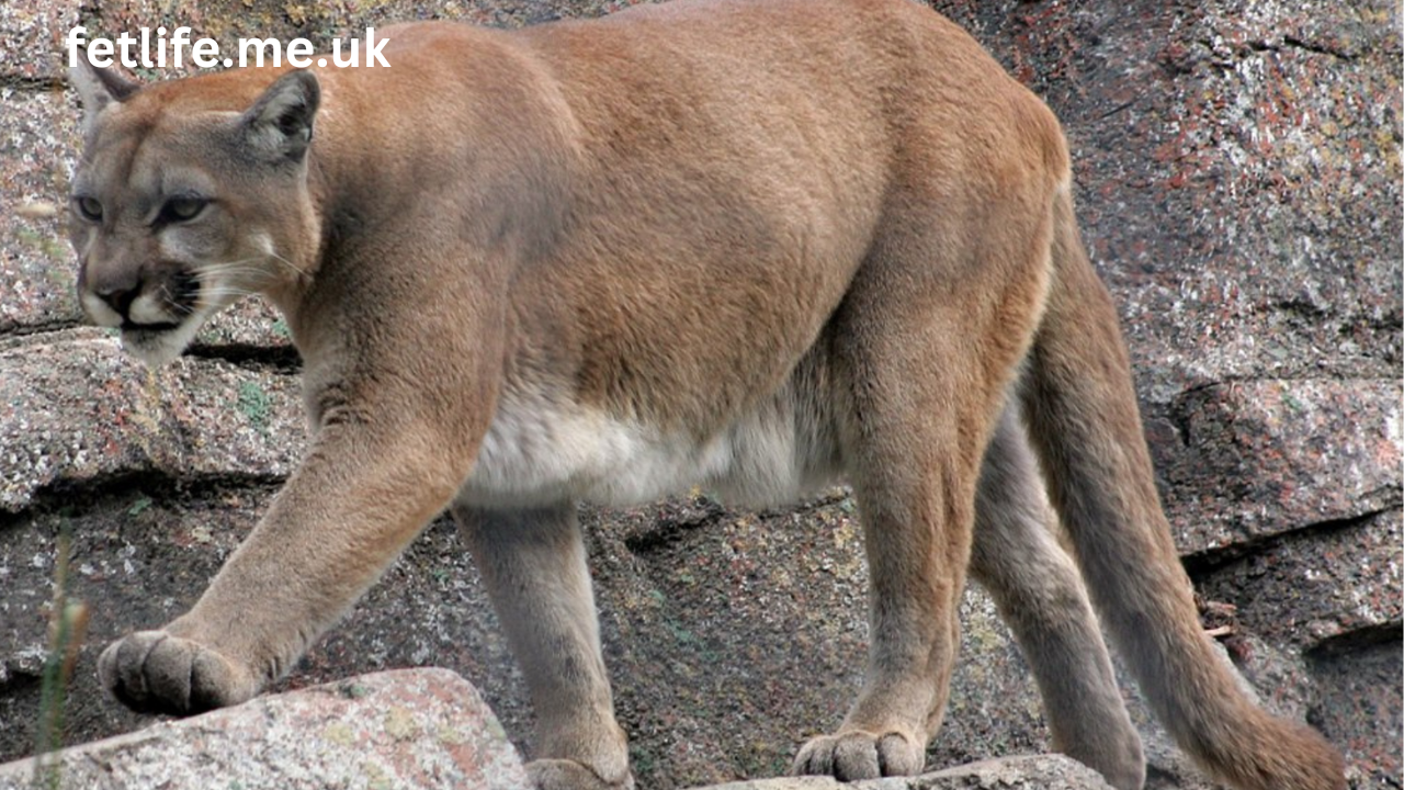 mountain lion downtown oceanside