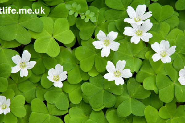 four leaf clover plant