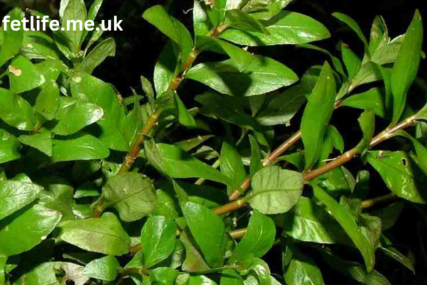 hygrophila polysperma puntas negras