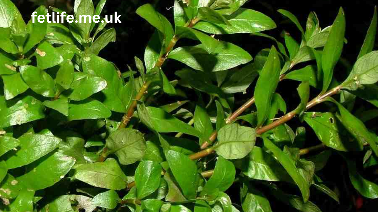 hygrophila polysperma puntas negras