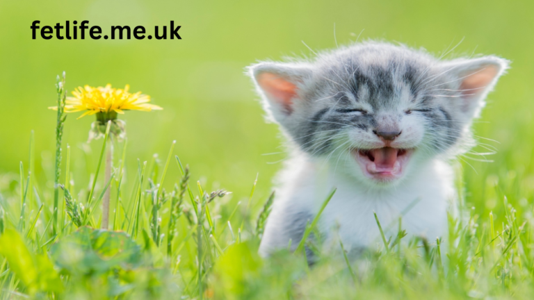Funny Cat Videos The Internet’s Favorite Source of Laughter